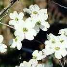 Dogwood Blossom