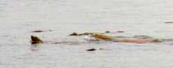 California seals off Victoria