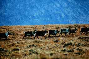 Caribou Roam the Canadian Tundra