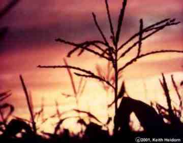 Corn Tassels at Sunset