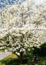 Dogwood Tree in bloom