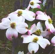 American Dogwood Blossoms