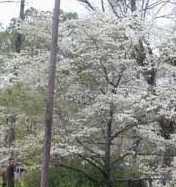 Dogwood Tree in Bloom