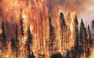 Forest Fires