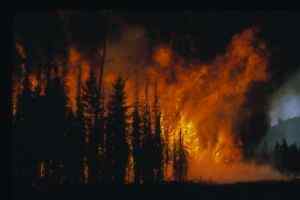 Forest Fires