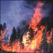 Forest Fires