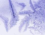 Frost Crystals