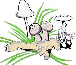 fungi