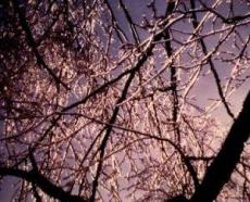 Ice Glazed Trees