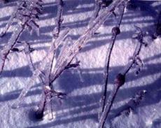 weeds covered in ice 