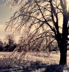 Tree in golden glow 