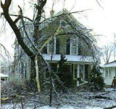 tree broken by ice 