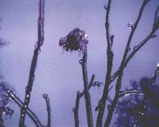  ice-encased berries 