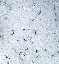 Ice Worm Colony
