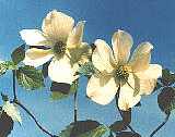 Pacific Dogwood Blossoms