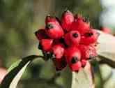 Pacific Dogwood Berries