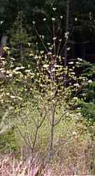 Pacific Dogwood in Natural Habitat