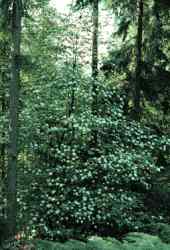 Pacific Dogwood in Natural Habitat