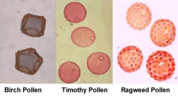 Pollens