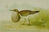 Sandpiper painted by Nelson