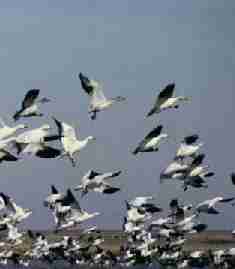 Snow Geese