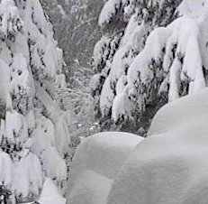 snow on trees