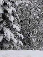 snow on trees