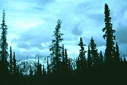 Boreal Forest