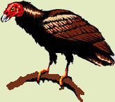 Turkey Vulture