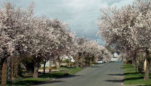 Victoria Early Cherry Blossoms