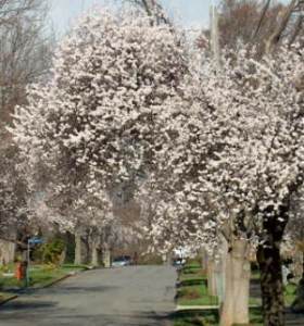 Blossoming plants a focus for phenology