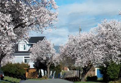 Blossoms reveal Springs northward migration