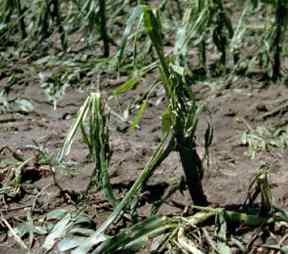 Hail damage to crops