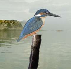 Europeam Kingfisher