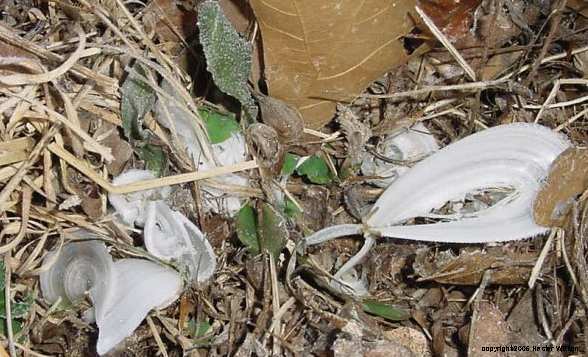 Frost Flowers by Hester Wilson