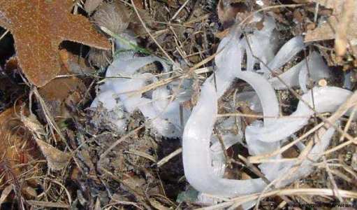 Frost Flowers by Hester Wilson