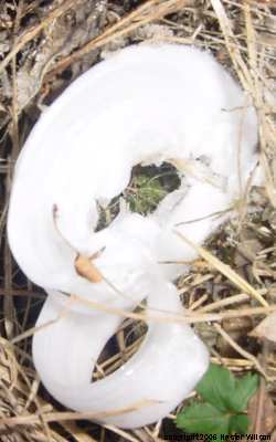 Frost Flowers by Hester Wilson