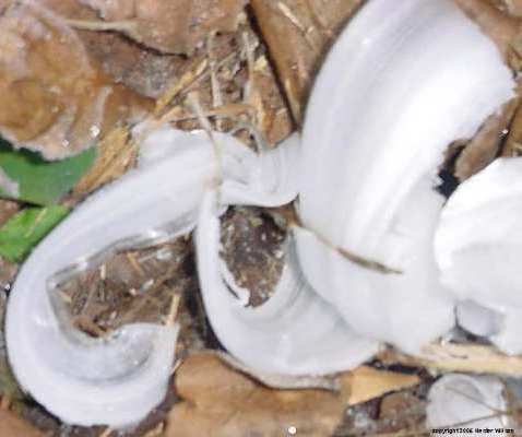 Frost Flowers by Hester Wilson