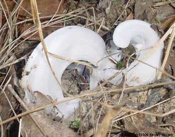 Frost Flowers by Hester Wilson