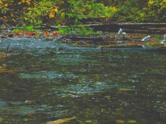 Salmon Run, Goldstream River, November 2002