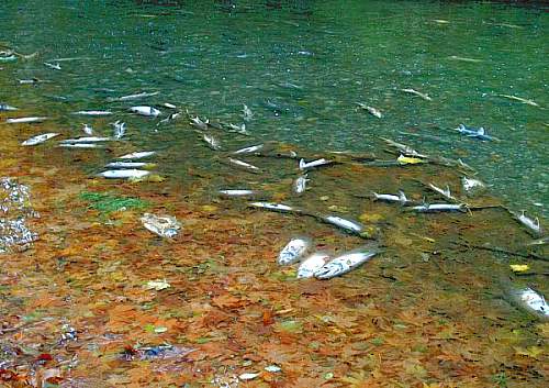 Spawning Ground on lower Goldstream River