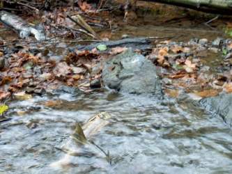 Salmon Run, Goldstream River, November 2002