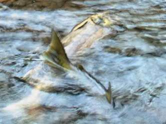 Salmon Run, Goldstream River, November 2002