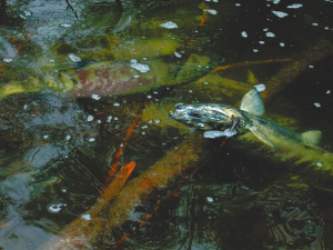 Salmon Run, Goldstream River, November 2002