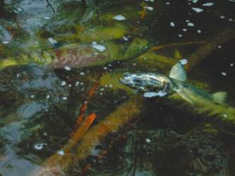 Salmon Run, Goldstream River, November 2002