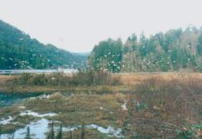 Goldstream River Estuary