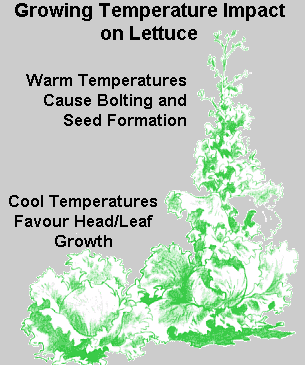 Lettuce Growth