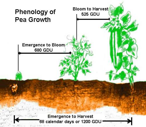 Phenology of Pea Growth