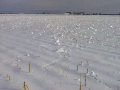 Snowrollers Across Colorado Field Photo courtesy Patrick C. Kennedy