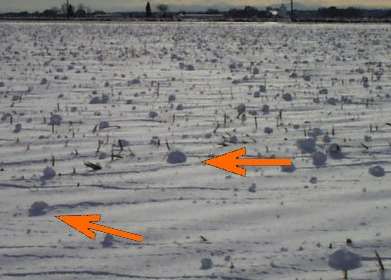 Small Snowrollers Populate Cornfield Photo courtesy Patrick C. Kennedy